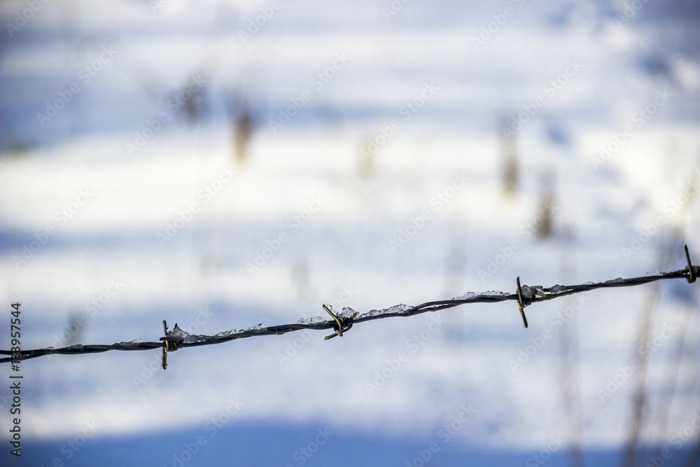 barbwire in winter barbwire in winter