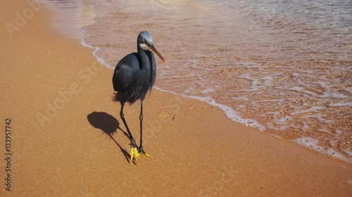 The Reef Heron Hunts for Fish on the Beach of the Red Sea in Egypt. Slow Motion photo
