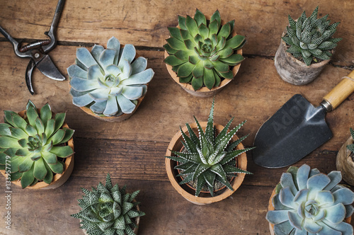 Overhead view of succulent plants on wooden table in flower shop