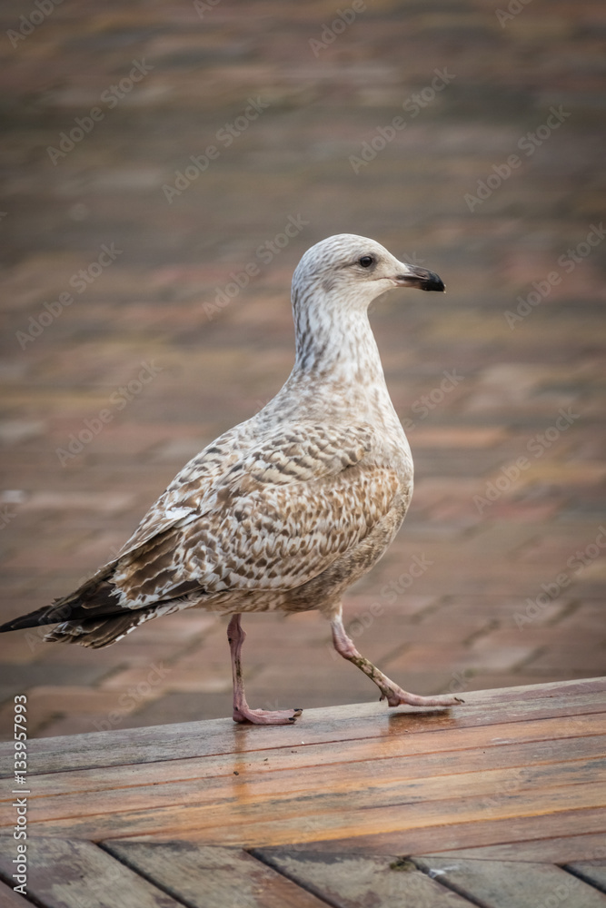 Seagull walking on the wooden bench Seagull walking on the wooden bench