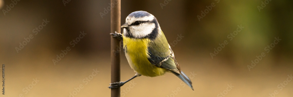 Fototapeta premium Blaumeise