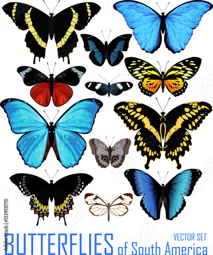 vector set of butterflies of south America isolated on white. 