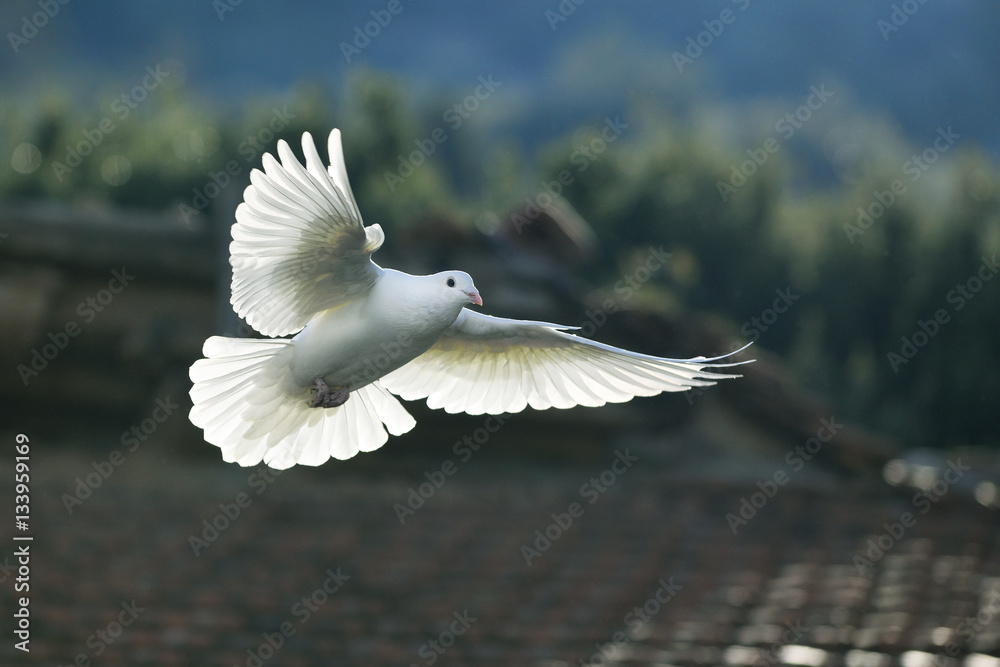 Obraz premium biała gołębica
