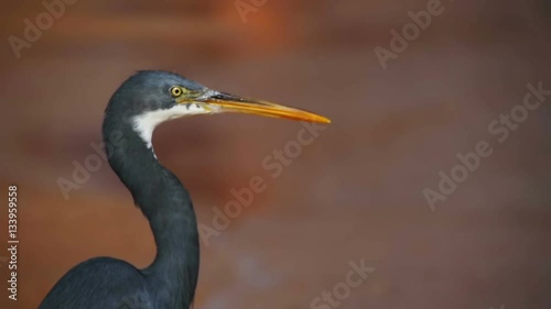 The Reef Heron Hunts for Fish on the Beach of the Red Sea in Egypt. Slow Motion photo