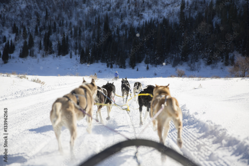 Rear view of sled dogs pulling sleigh on snowy landscape Rear view of sled dogs pulling sleigh on snowy landscape