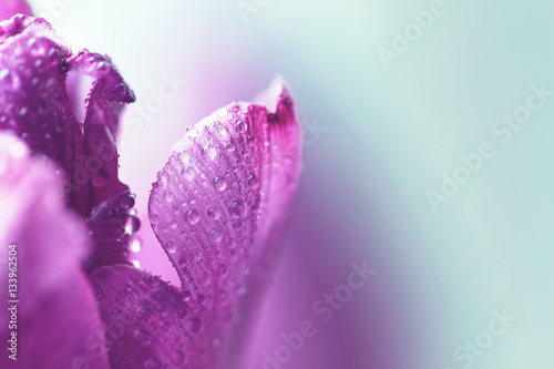Closeup of wild flower with water drops and beautiful light. Cop