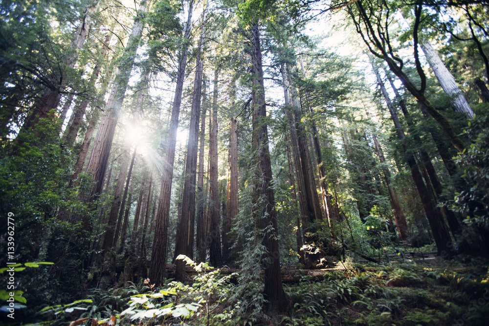 Sunlight streaming through trees in forest Sunlight streaming through trees in forest