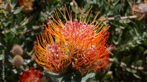 Beautiful exotic flower from South Africa