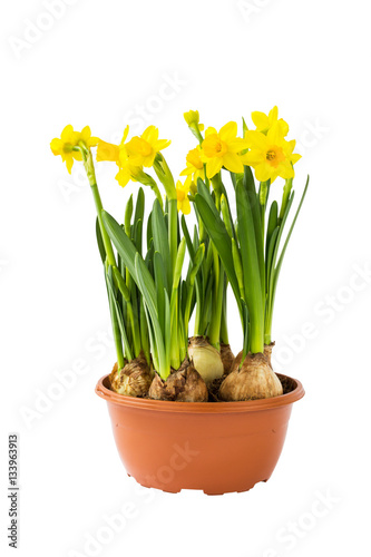Fototapeta Naklejka Na Ścianę i Meble -  Growing spring yellow narcissus. Isolated over white background