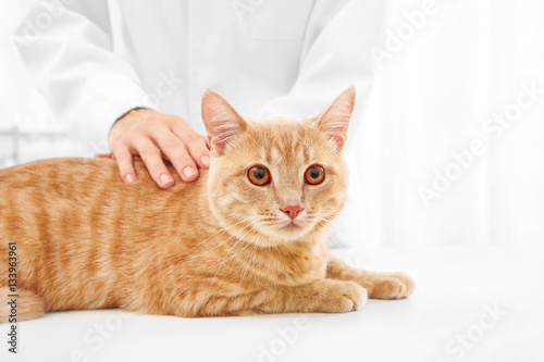 Red tabby cat examined in vet clinic © Africa Studio
