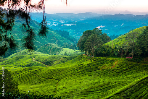 Tableau sur toile Tea plantations in the cameron highlands