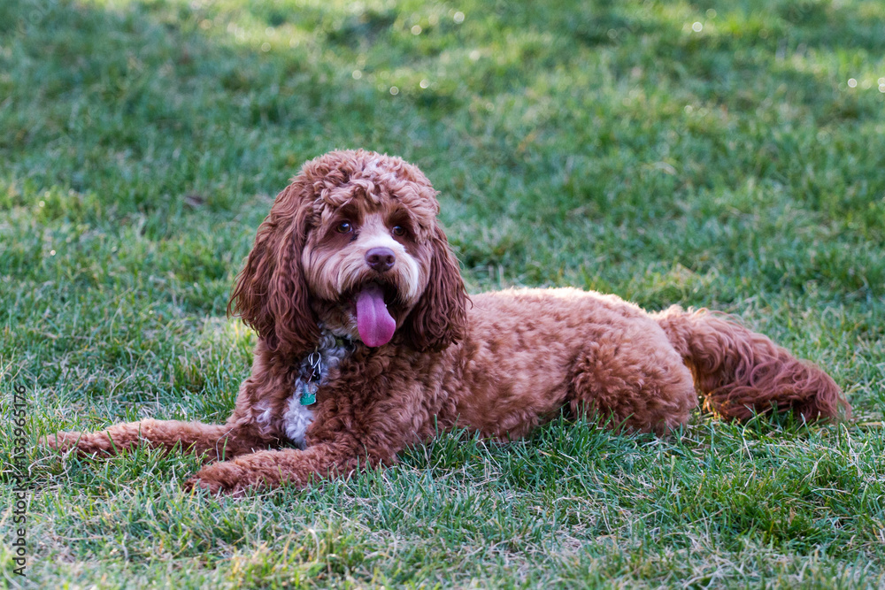Fototapeta premium Happy puppy laying in the grass