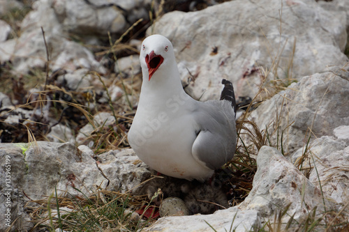 Rotschnabelmöwe verteidigt ihr Nest lautstark photo