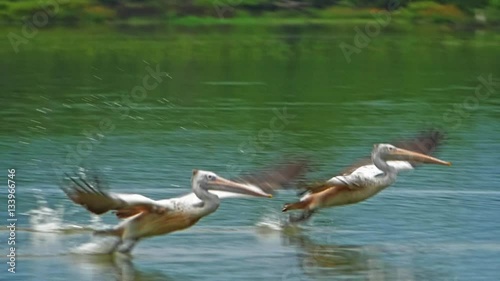 Amazing wildlife moment of two pelicans take off from water and fly in Sri Lanka
