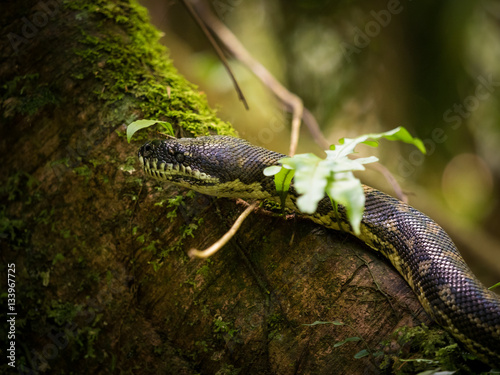 Closeup of snake in a tree