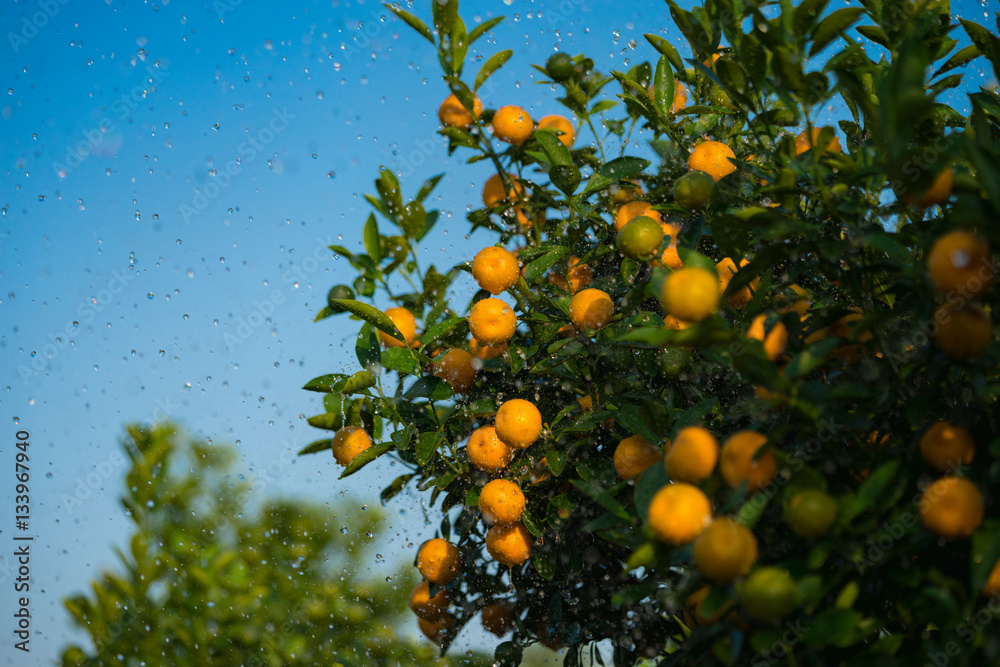 Kumquat, the symbol of Vietnamese lunar new year. In nearly every household, crucial purchases for Tet include the peach Kumquat, the symbol of Vietnamese lunar new year. In nearly every household, crucial purchases for Tet include the peach