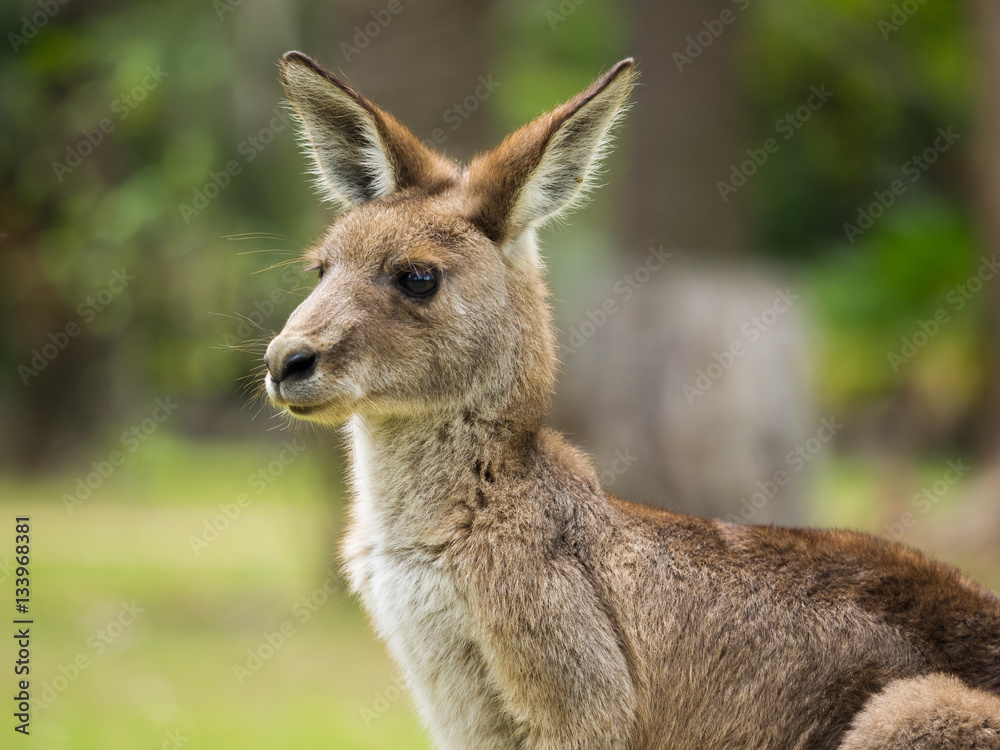 Closeup of young kangaroo