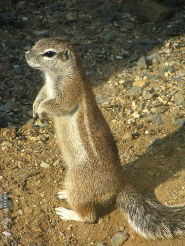 Земляная белка стоит на задних лапах