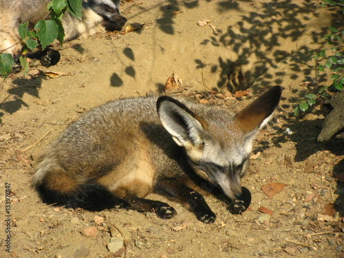 Африканская лисица фенек