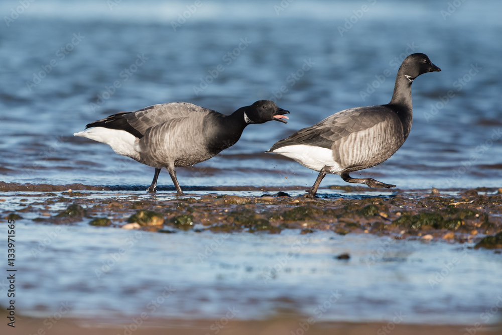 Brent Goose, Branta bernicla