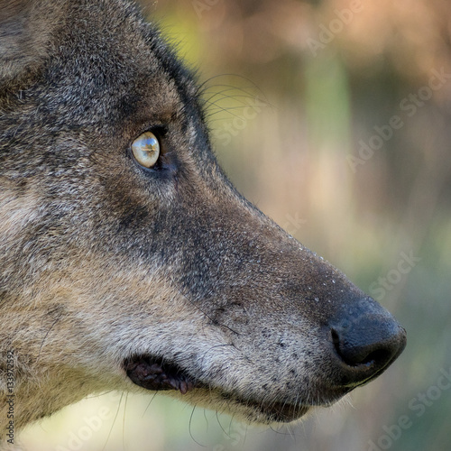 Detail of an iberian wolf (Canis lupus signatus) head
