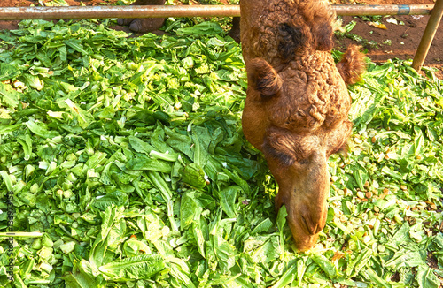 Camel is eating a lot of fresh vegetable.  © misspin