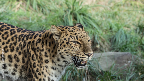 Jaguar or Leopard Closeup