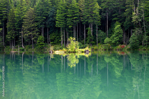 Fototapeta Naklejka Na Ścianę i Meble -  Perfect pine tree reflections in the pond