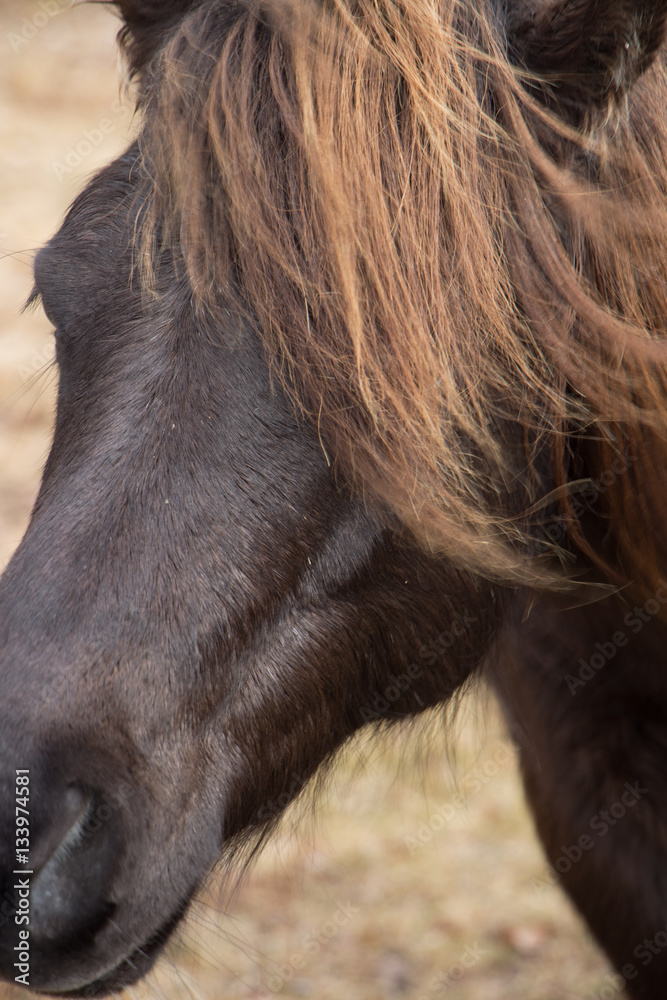 Fototapeta premium Chocolate Brown Wild Pony