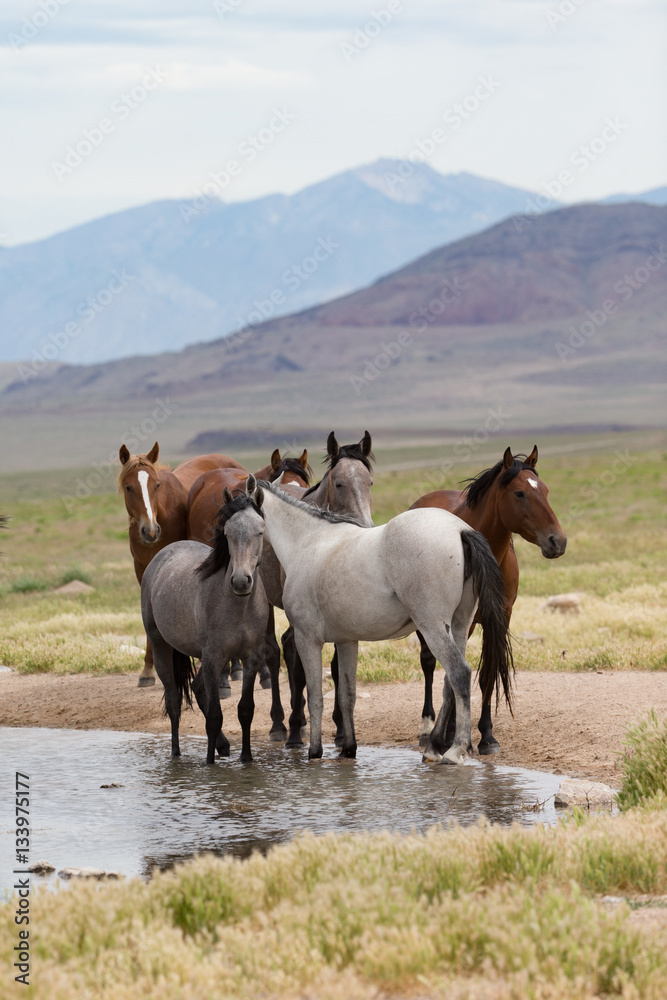 Wild Mustangs in the Great Basin Desert of Utah Wild Mustangs in the Great Basin Desert of Utah