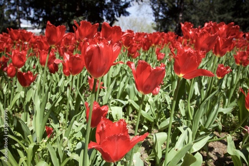 Tulips