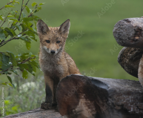 Kit Fox on woodpile photo