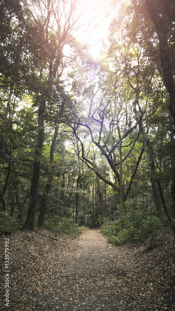 Walking path through quiet forest Walking path through quiet forest