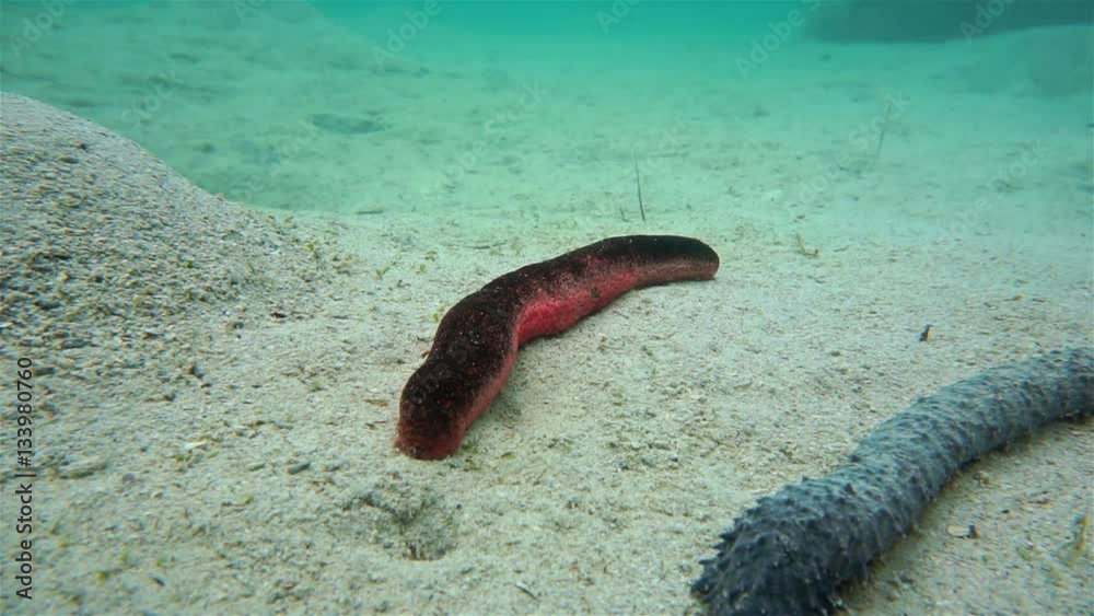 Underwater marine life, Holothuria edulis, edible sea cucumber or the pink and black sea cucumber, on a sandy seabed, motionless scene, south Pacific ocean, New Caledonia
