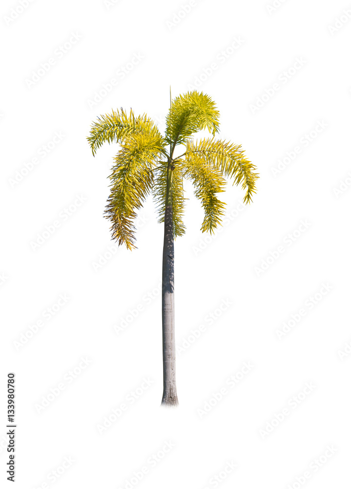 Fototapeta premium Asian trees isolate on white backgrond 