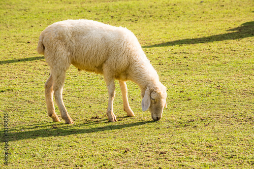Fotografie The sheep is a quadrupedal, ruminant mammal typically kept as livestock