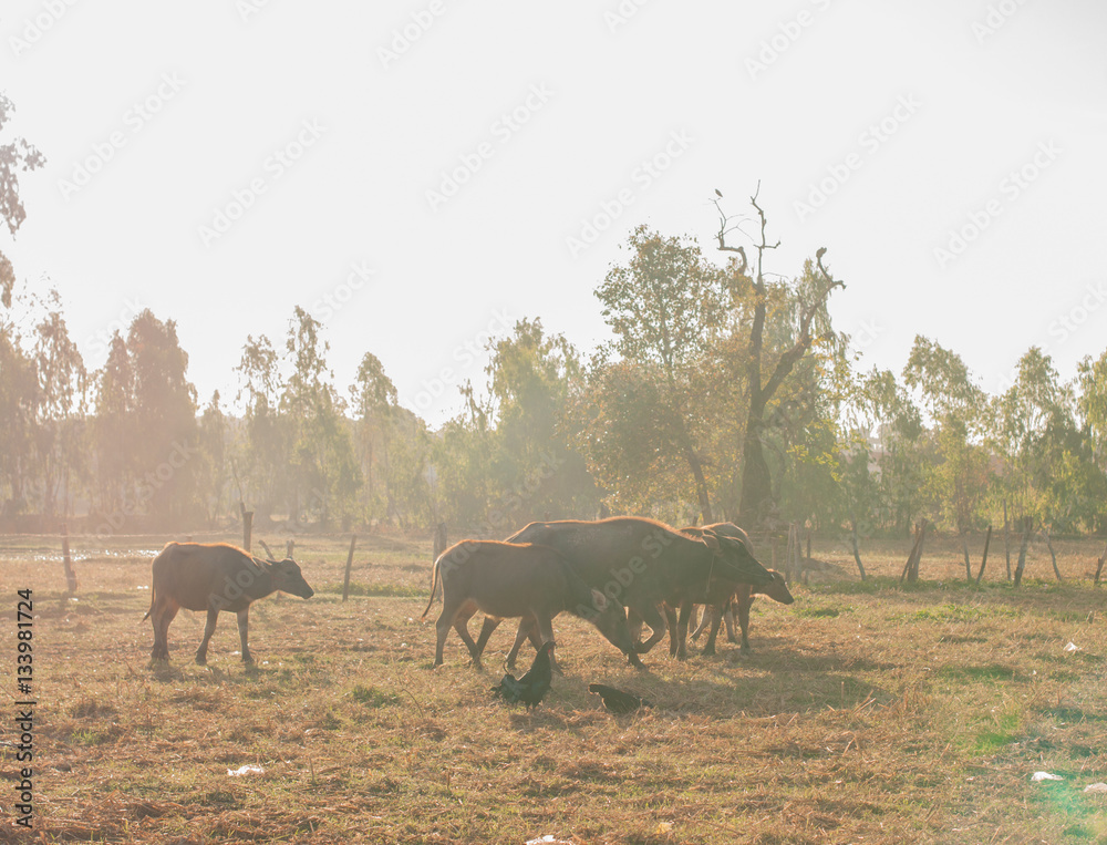 Fototapeta premium .Buffalo grass, tricky center field at dawn. A light golden colo