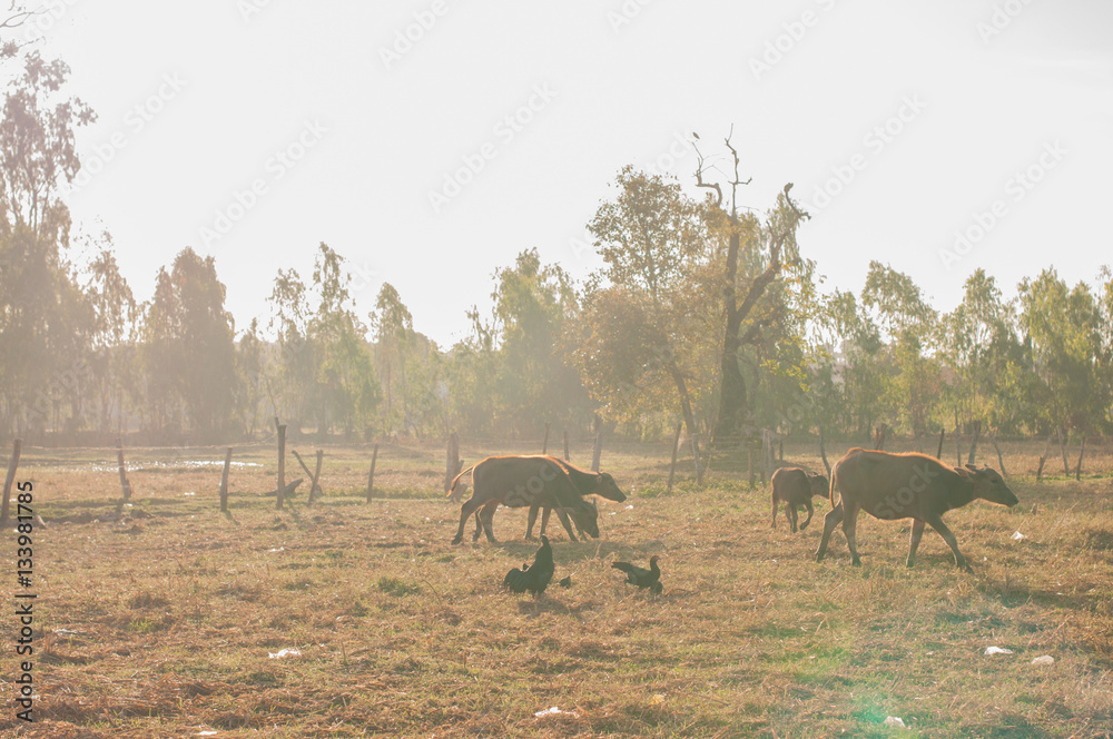 .Buffalo grass, tricky center field at dawn. A light golden colo .Buffalo grass, tricky center field at dawn. A light golden colo