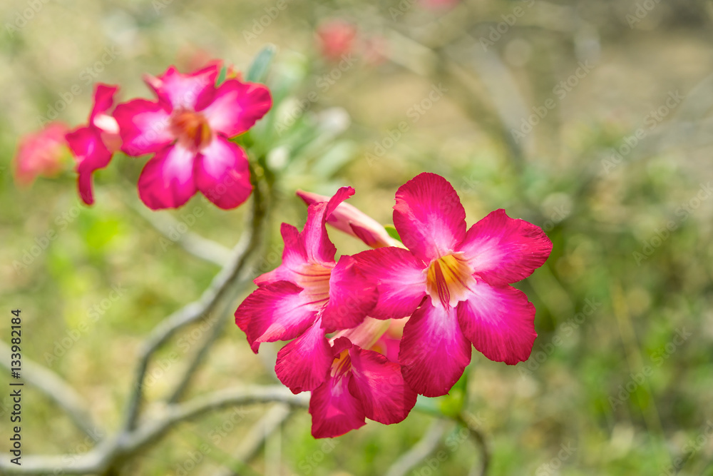 pink yarrow, azalea, flower pink yarrow, azalea, flower