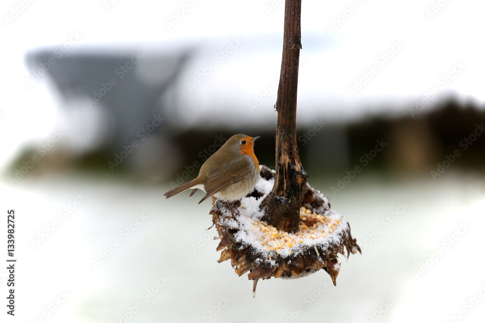 Fototapeta premium Rotkehlchen im Winter