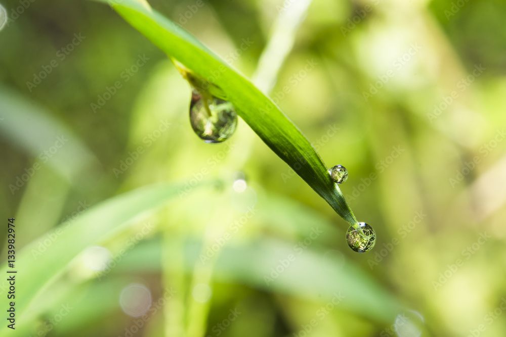 drop dew water on the left macro drop dew water on the left macro