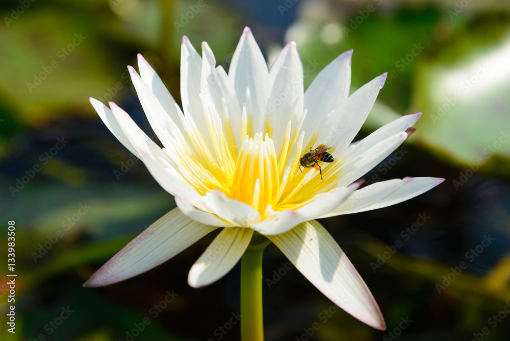 White lotus flower and bee close up White lotus flower and bee close up