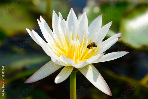 White lotus flower and bee close up