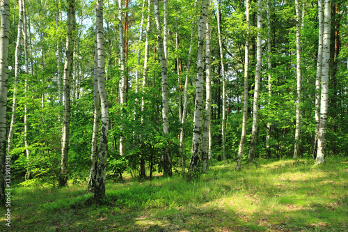 green birch forest