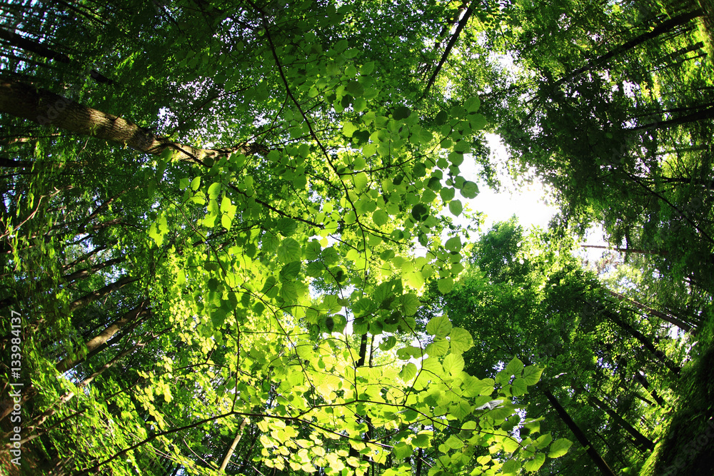 Fototapeta premium green forest background