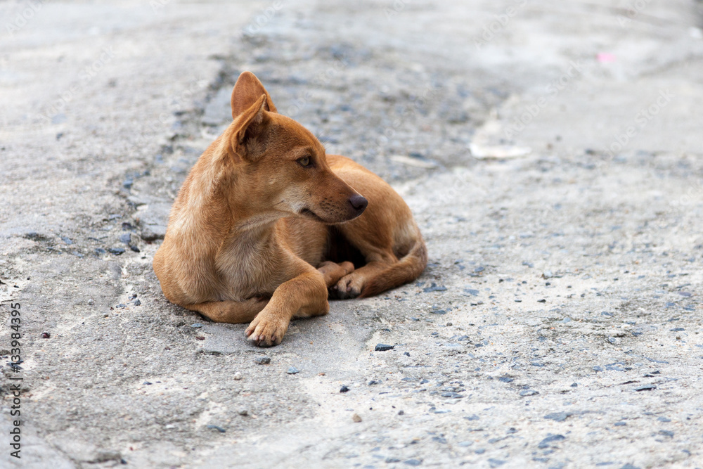 Homeless red dog is looking Homeless red dog is looking