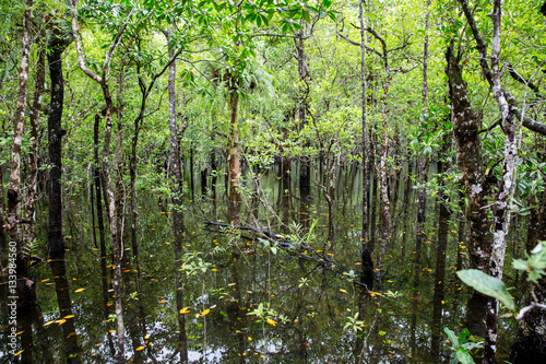 Daintree Rainforest Wetland © Brett