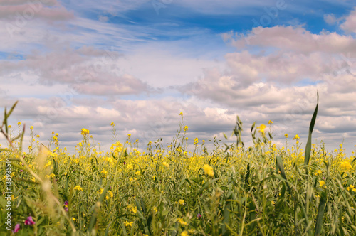 endless fields of flowering mustard. yellow daisy on a background of blue sky with clouds