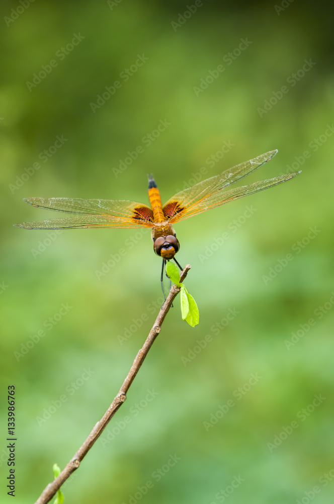 Red dragonfly Red dragonfly