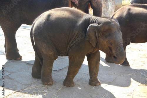 Young calf elephant eating in the forest area in Dubare, Coorg, India. photo